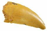 Serrated Raptor Tooth - Real Dinosaur Tooth #355541-1
